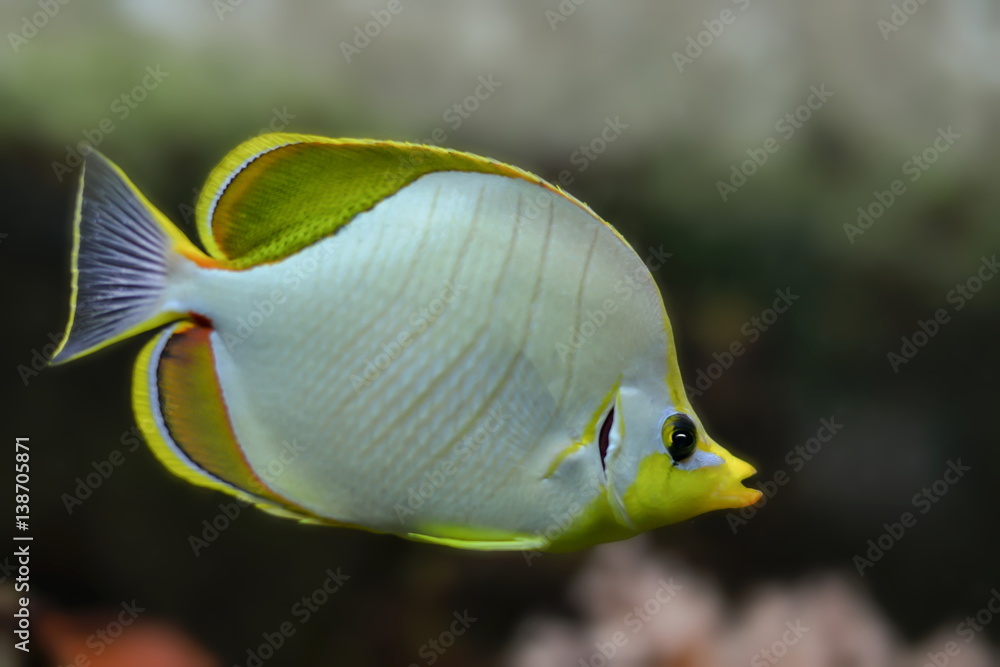 Naklejka premium Fische im Korallenriff