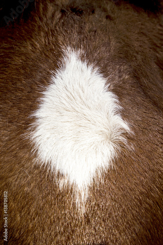 detail of brown horse mane