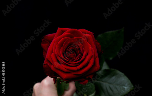 Wallpaper Mural Red romantic roses Torontodigital.ca