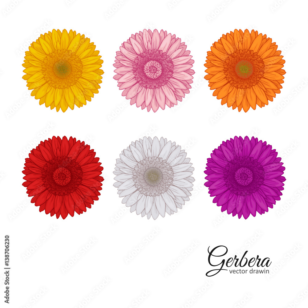 Fototapeta premium Gerbera.