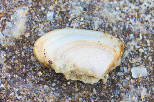 Clam in The Sand Beach