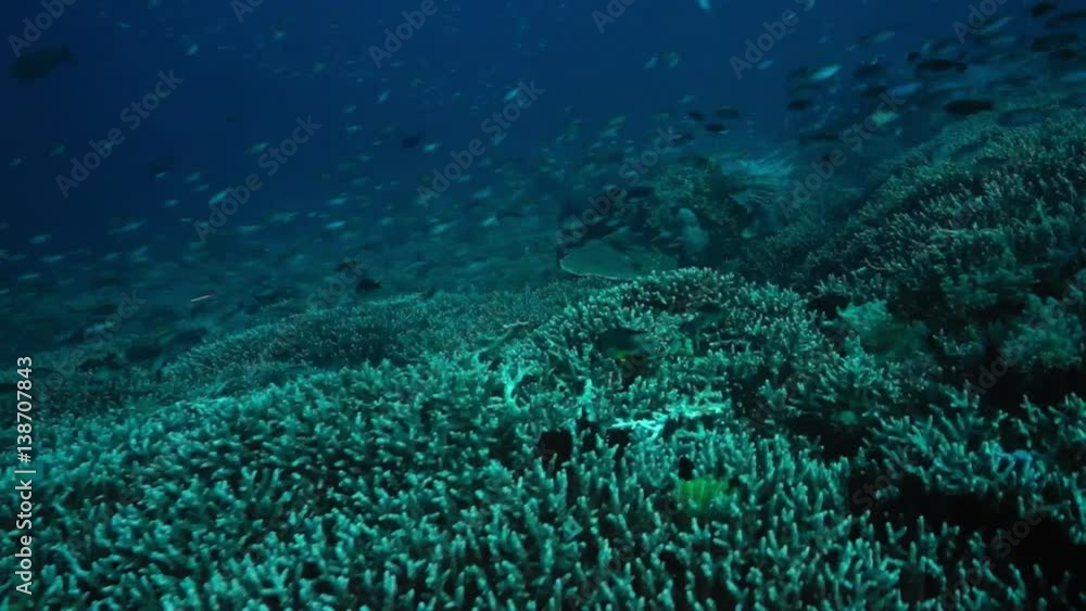 Millions of small colorful fish swimming over a pristine coral reef, Bali, Indonesia, Oct 2016 Millions of small colorful fish swimming over a pristine coral reef, Bali, Indonesia, Oct 2016