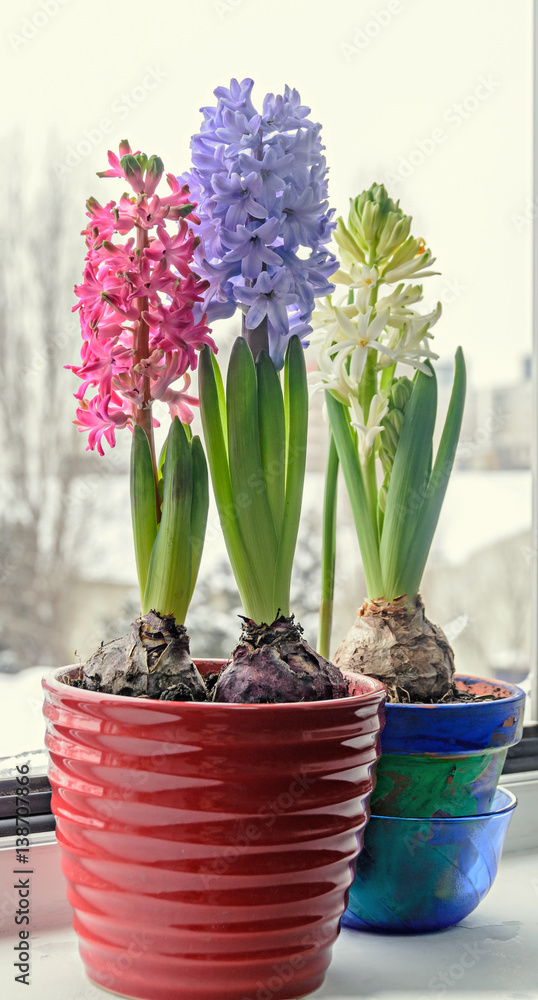 Pink, blue and white Hyacinthus orientalis, garden hyacinth flowers, bulbs in colored flowerpot, window light