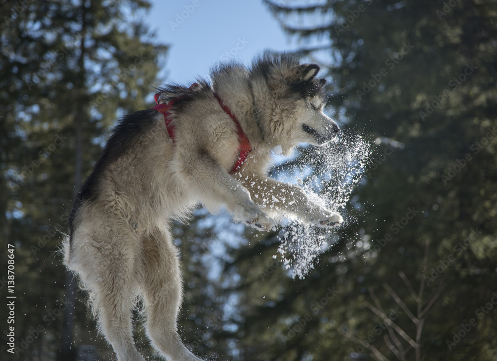 Obraz premium Jumping laika