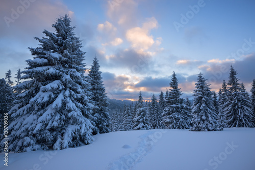 Colorful clouds float over  snow covered pine trees and hills