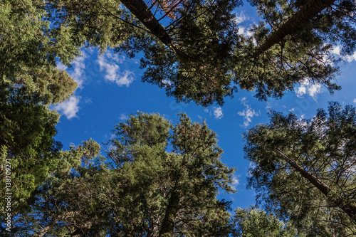 Sequoia National Park - Huge Redwood Sequoia Trees, California