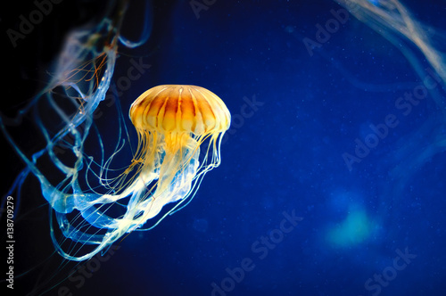 Orange jellyfish or Chrysaora fuscescens or Pacific sea nettle on blue