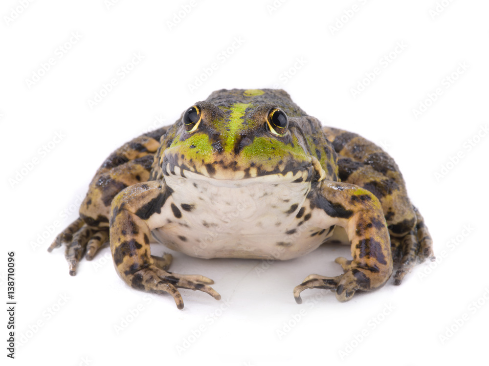 Fototapeta premium frog