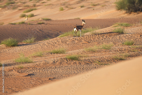 Gazelle in der Sandwüste