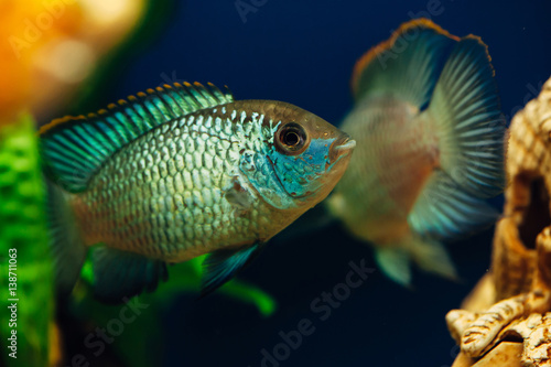 Nannacara. Two blue fish against a background of each other