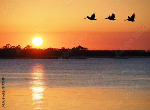 Pelicans Fly Over the Bay as the Sun Set