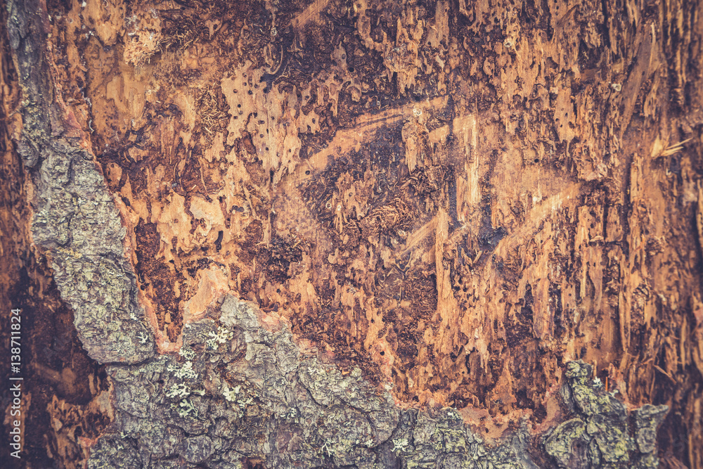 Tree bark texture. Wooden texture. Toning photo