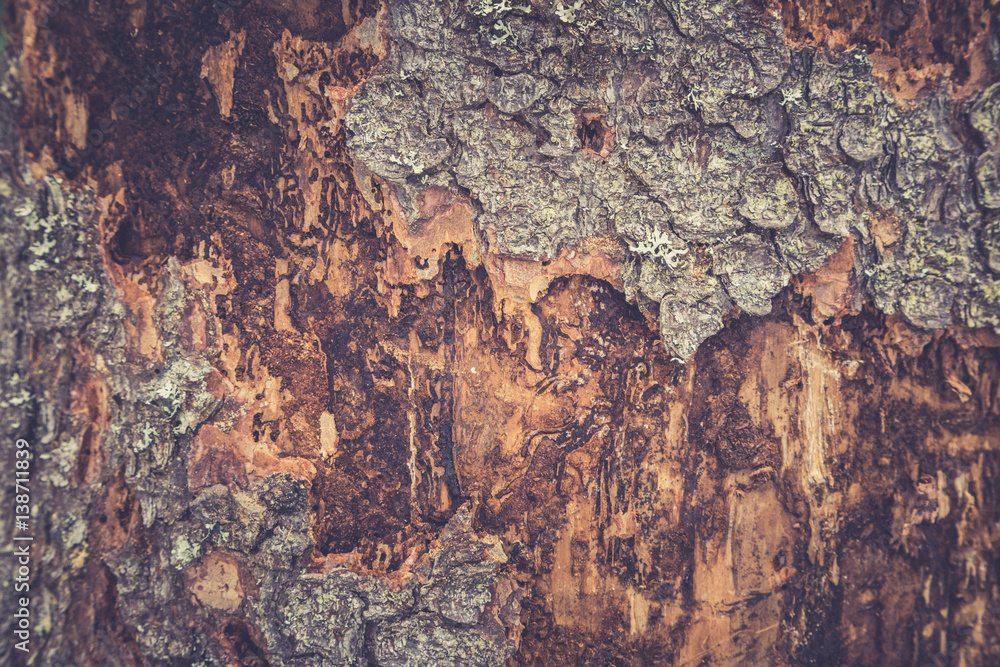 Tree bark texture. Wooden texture. Toning photo