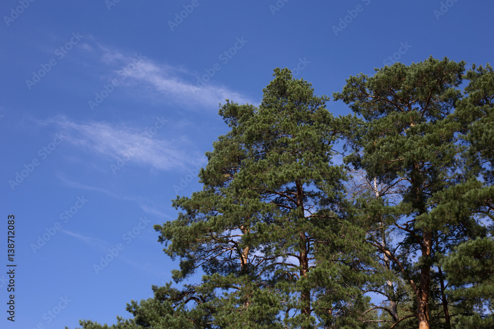 Obraz premium Sky and pine branch