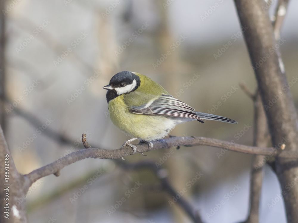 Great tit, Parus Major, close-up portrait on branch with bokeh background, selective focus, shallow DOF Great tit, Parus Major, close-up portrait on branch with bokeh background, selective focus, shallow DOF