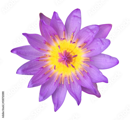 Purple lotus flower isolated on white background  clipping path included