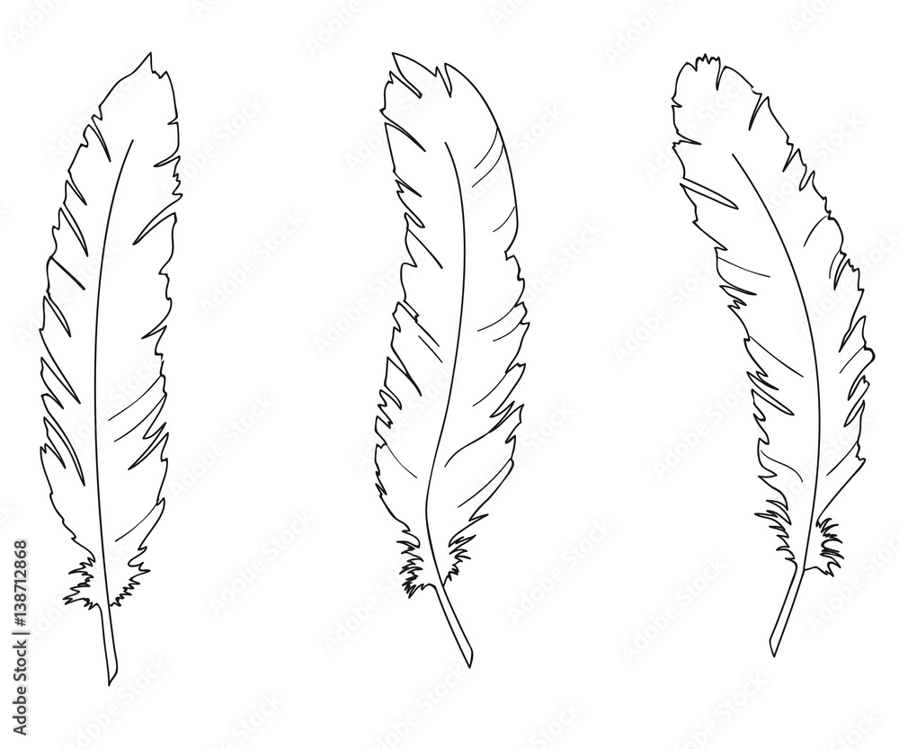 Fototapeta premium Three feathers of a swan Writing pen coloring page