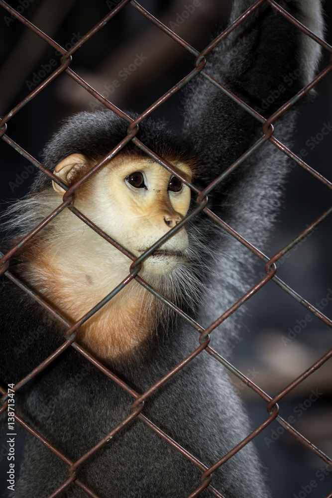 Fototapeta premium The red-shanked douc