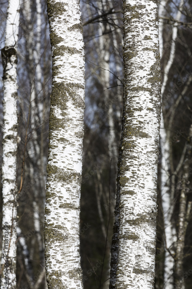 Fototapeta premium Birken im Winter