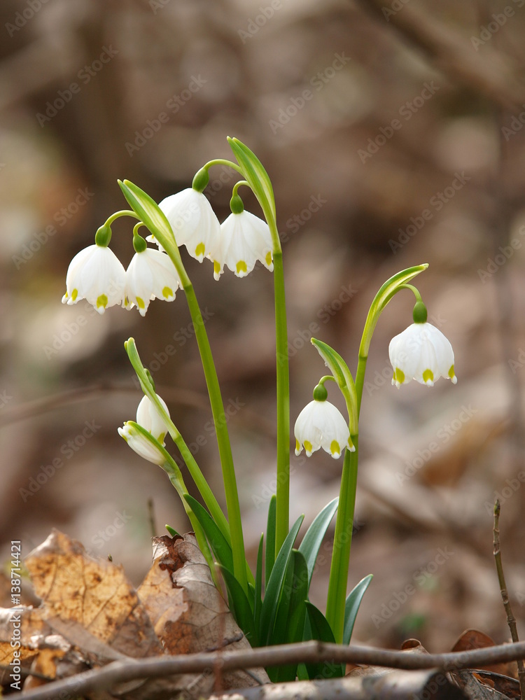 Frühlingsknotenblume, Leucojum vernum, Märzenbecher, Märzbecher,  Märzglöckchen, Großes Schneeglöckchen Stock-Foto | Adobe Stock