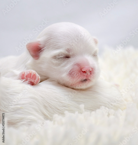 little white puppy