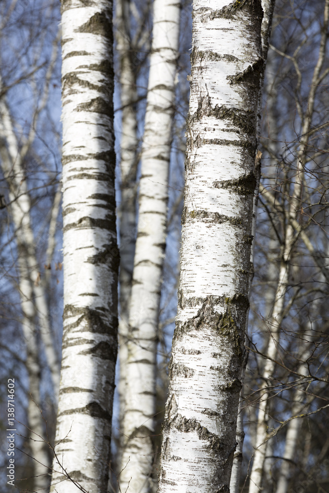 Birken im Winter