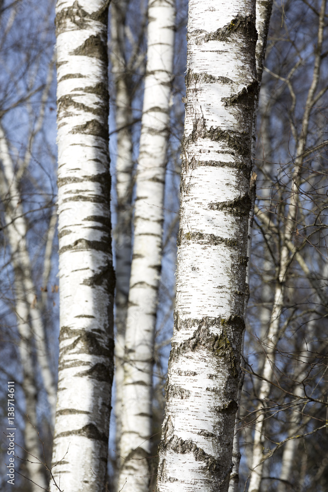 Birken im Winter