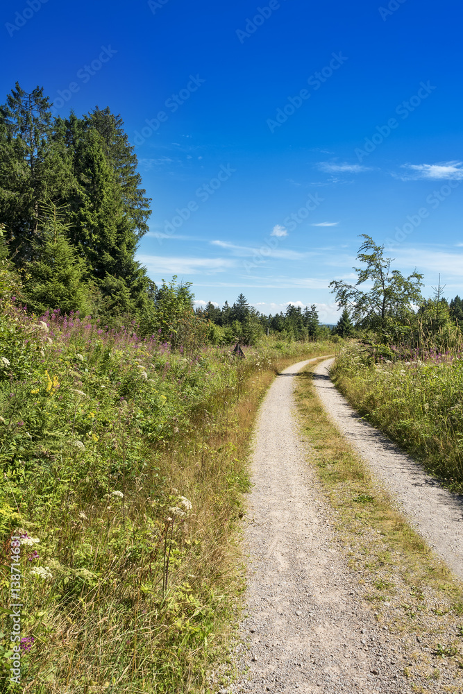 Hiking trail black forest national park Germany Hiking trail black forest national park Germany