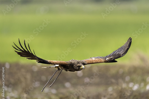 harris hawk flying in nature