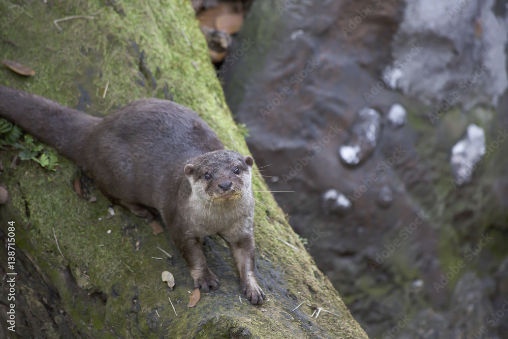 Otter Otter