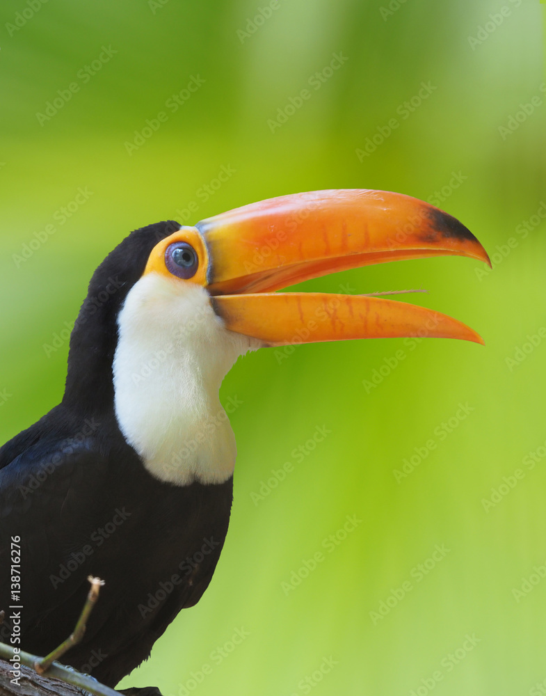 Fototapeta premium Colorful Toco Toucan with Green Background