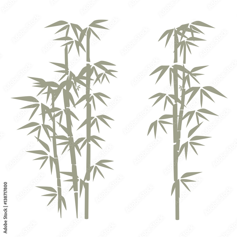 bamboo illustration