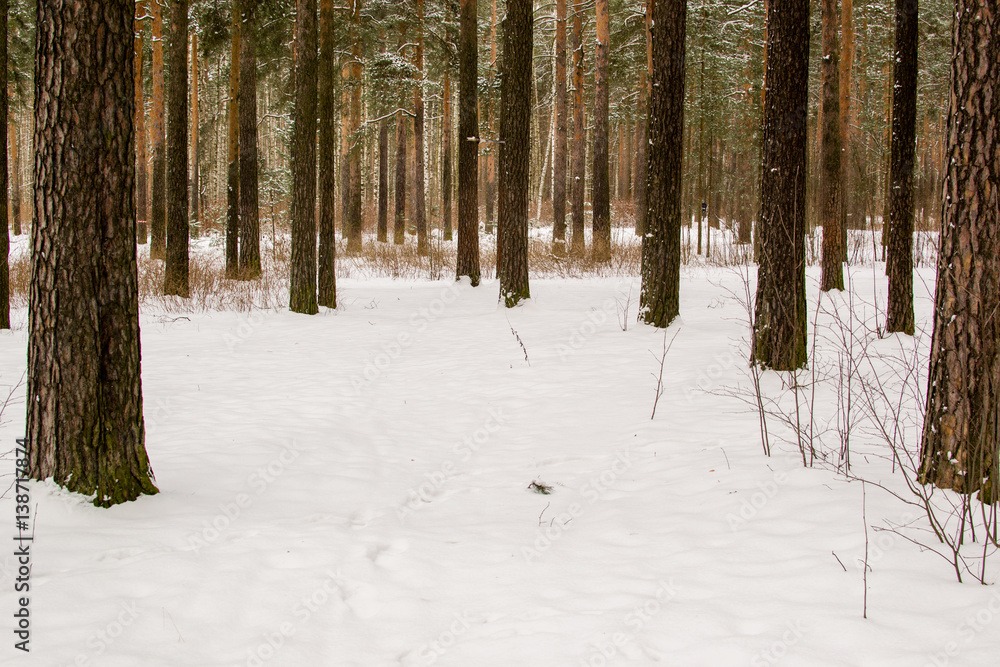 winter forest with