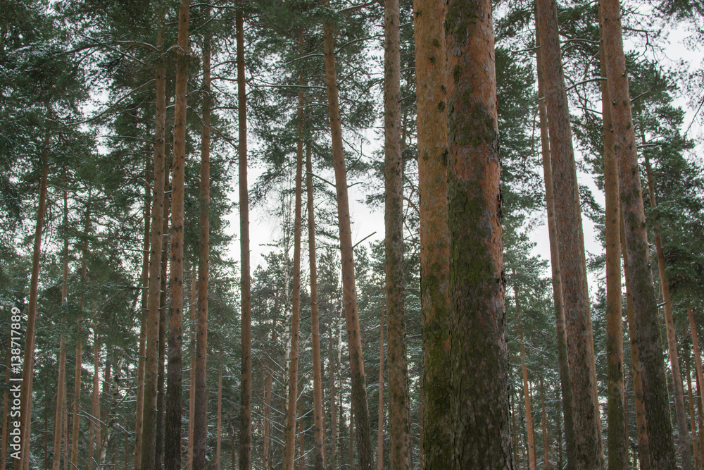 Fototapeta premium winter forest with