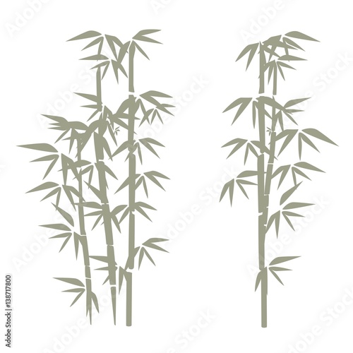 bamboo illustration