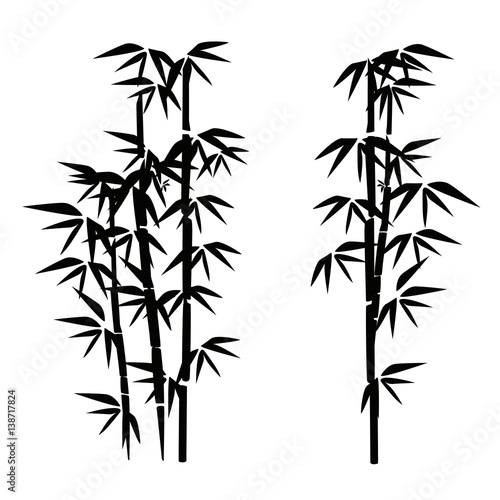 bamboo illustration