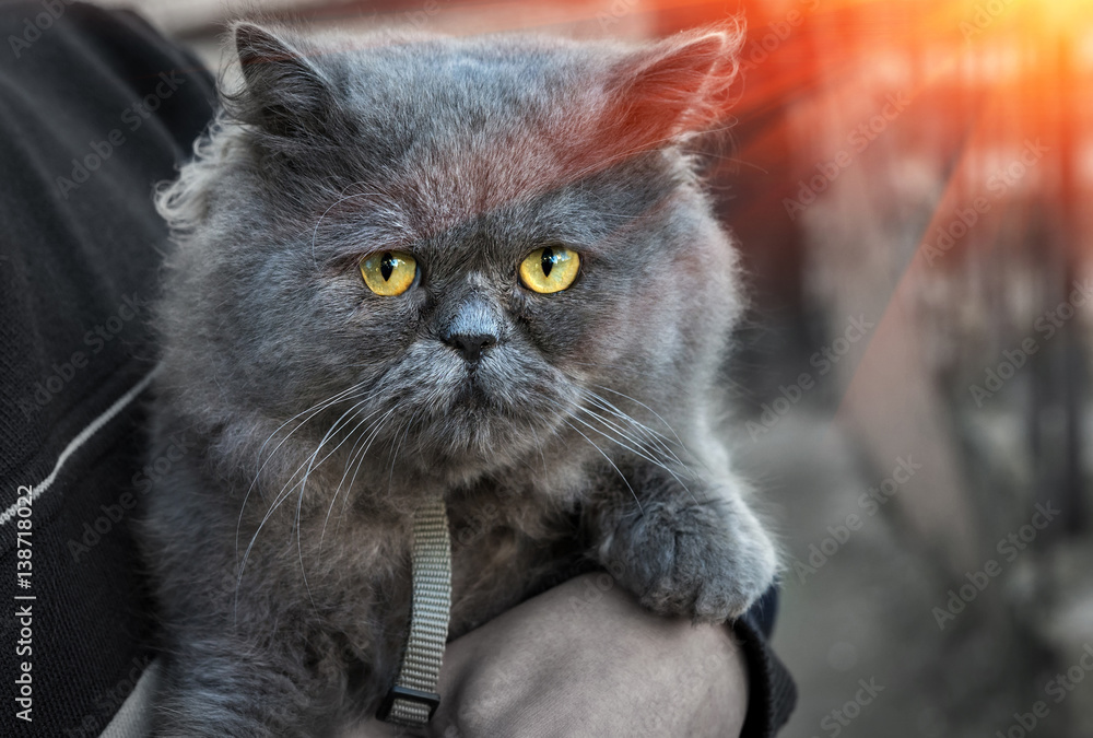 British Fold cat in the hands at sunset. British Fold cat in the hands at sunset.