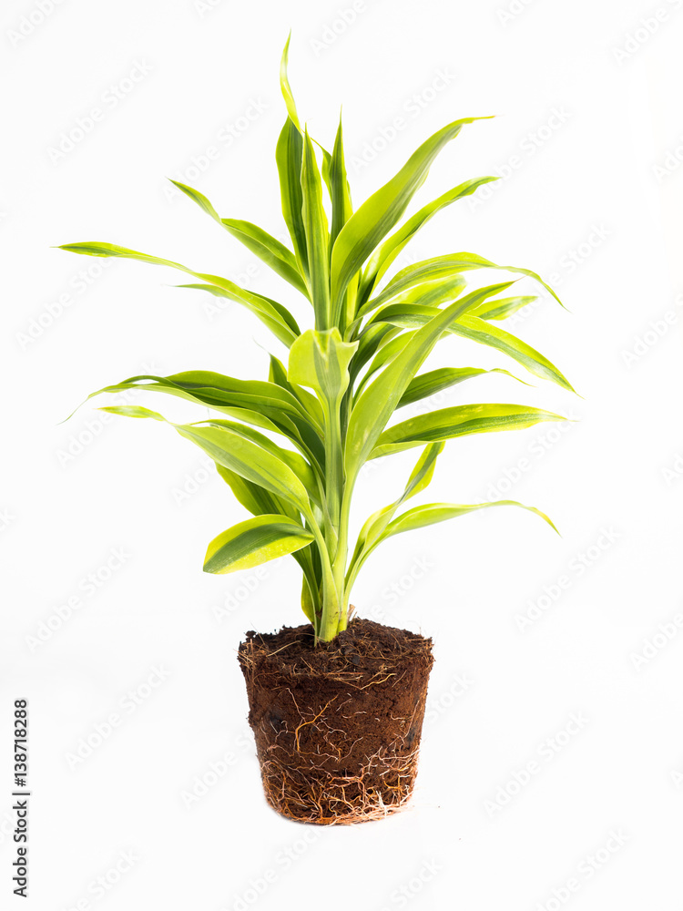 Fototapeta premium green plant and root anatomy isolated