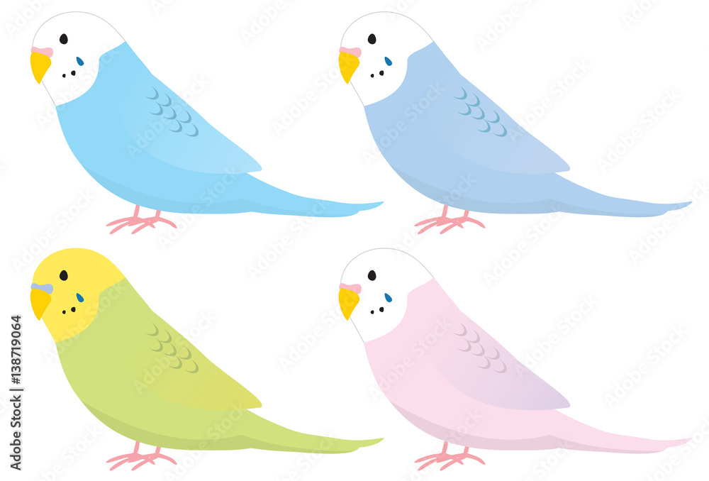 インコのイラスト セキセイインコ Stock イラスト Adobe Stock