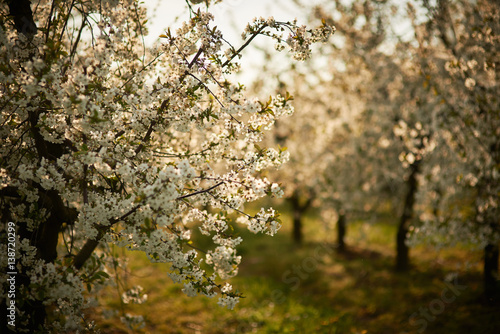 Fototapeta Naklejka Na Ścianę i Meble -  Sad kwitnących wiśni, 