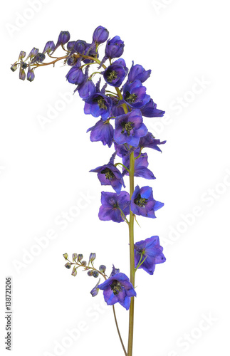 Blue delphinium flower Fototapet