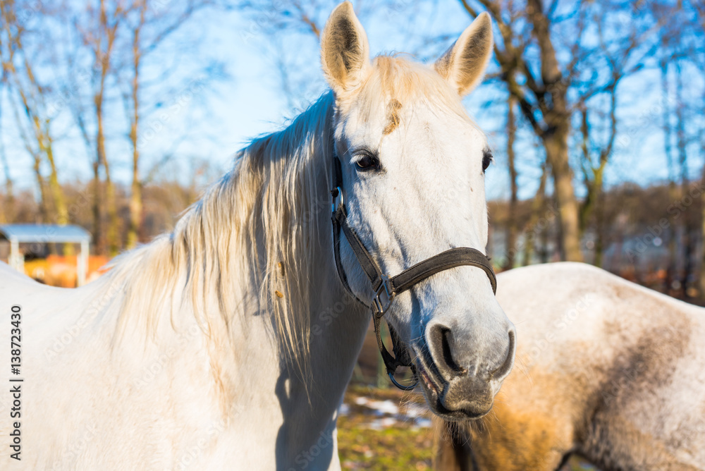Obraz premium White horse