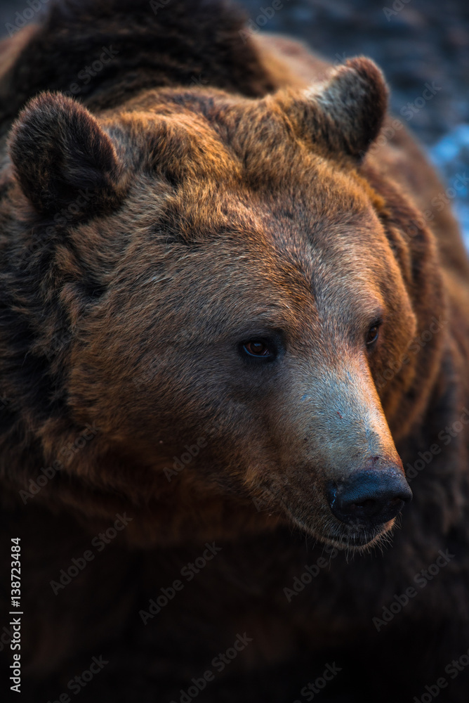 Fototapeta premium The brown beer