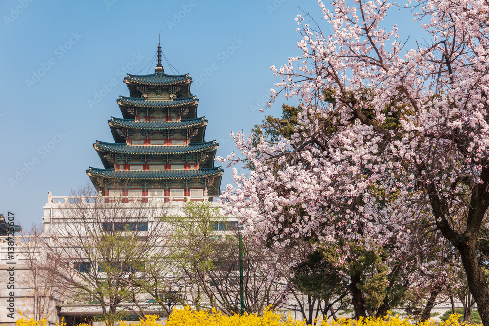 Naklejka premium Wiosenny kwiat wiśni lub sakura w Seulu w Korei Południowej