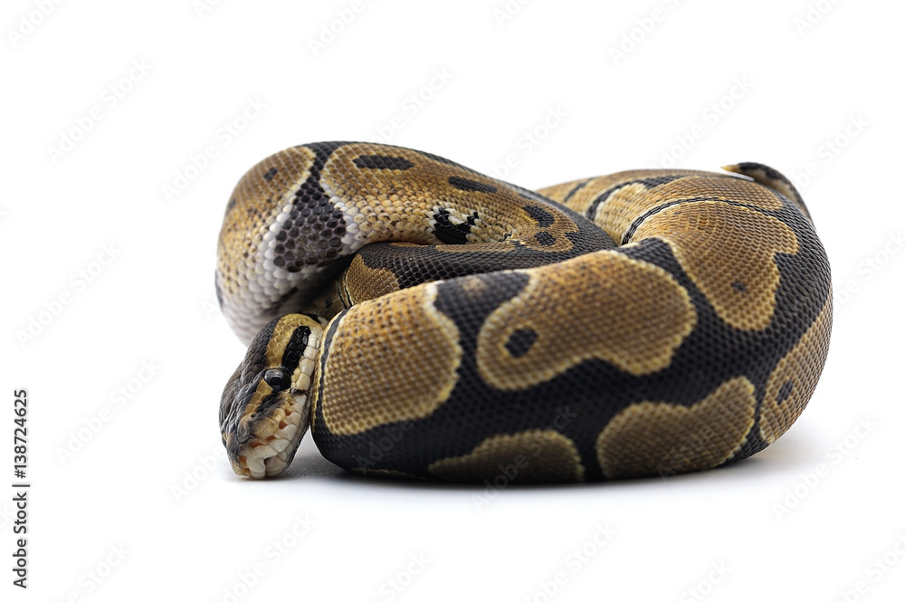 Obraz premium python snake isolated on white background