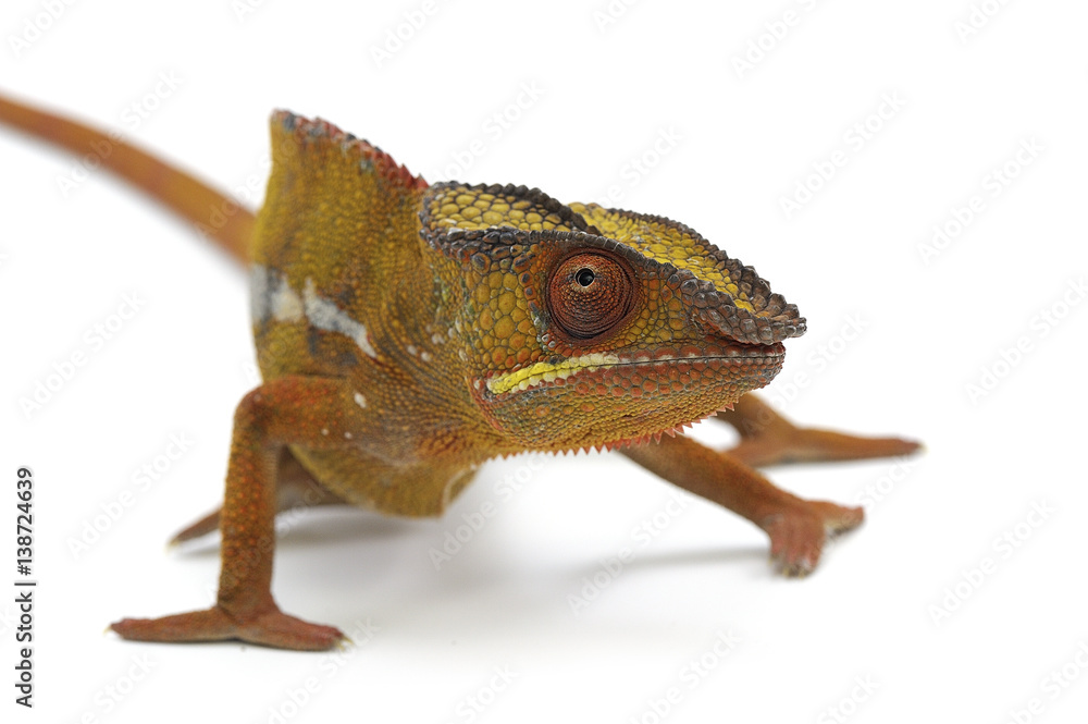 Obraz premium chameleon lizard isolated on white background