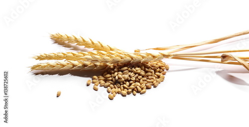 ears of wheat and grain on white background