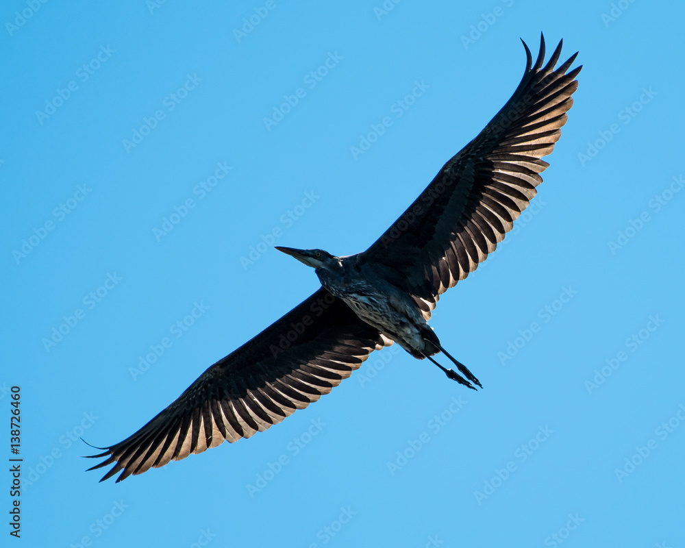 Fototapeta premium Great Blue Heron in Flight III