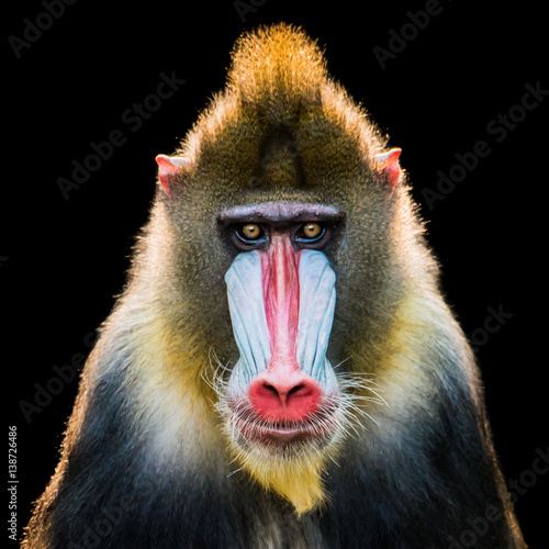 Quadro su tela Mandrill IX
