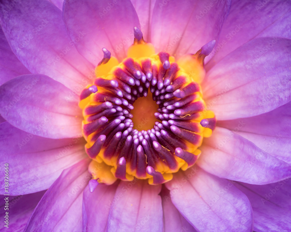 Purple Water Lily